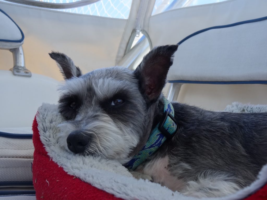 Cruising is hard work and a Super Cruising Dog needs his rest!