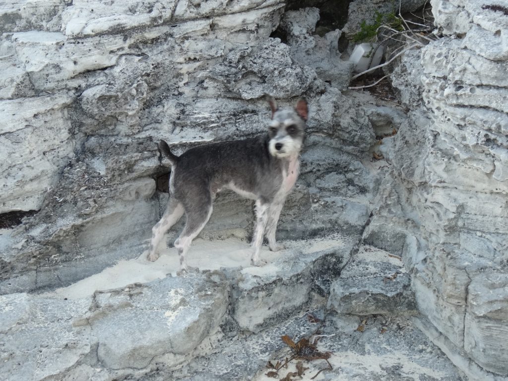 Tugboat loves to explore the beaches - this is one of the small islands near Warderick Wells in the Exumas. 